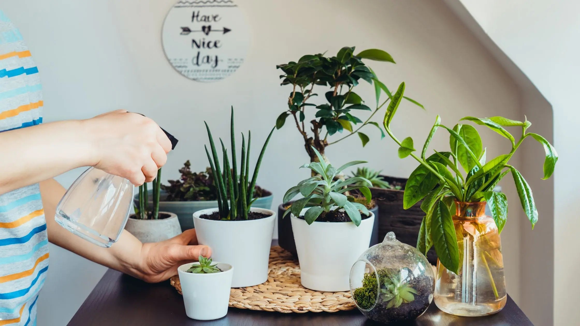 10-Small-Houseplants-Perfect-for-Tight-Spaces Leaf Culture