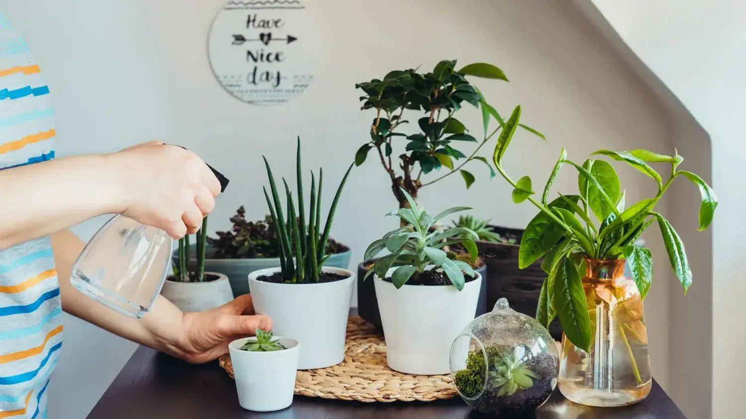 Best-Plant-Pot-Pairings-for-a-Polished-Look Leaf Culture