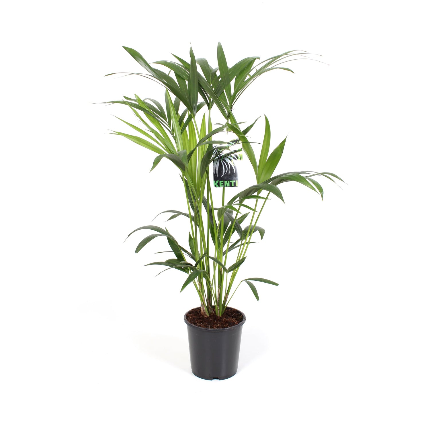 Easy-care elegance: Kentia Palm - Leaf Culture