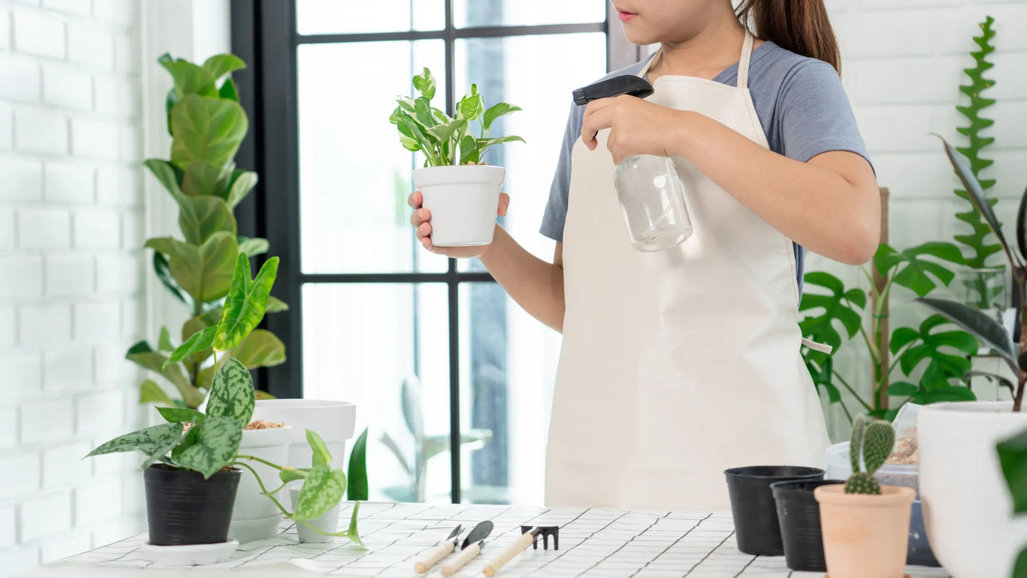 Indoor-Household-Plants-The-Aesthetics-Of-Hanging-Climbing-Greenery Leaf Culture