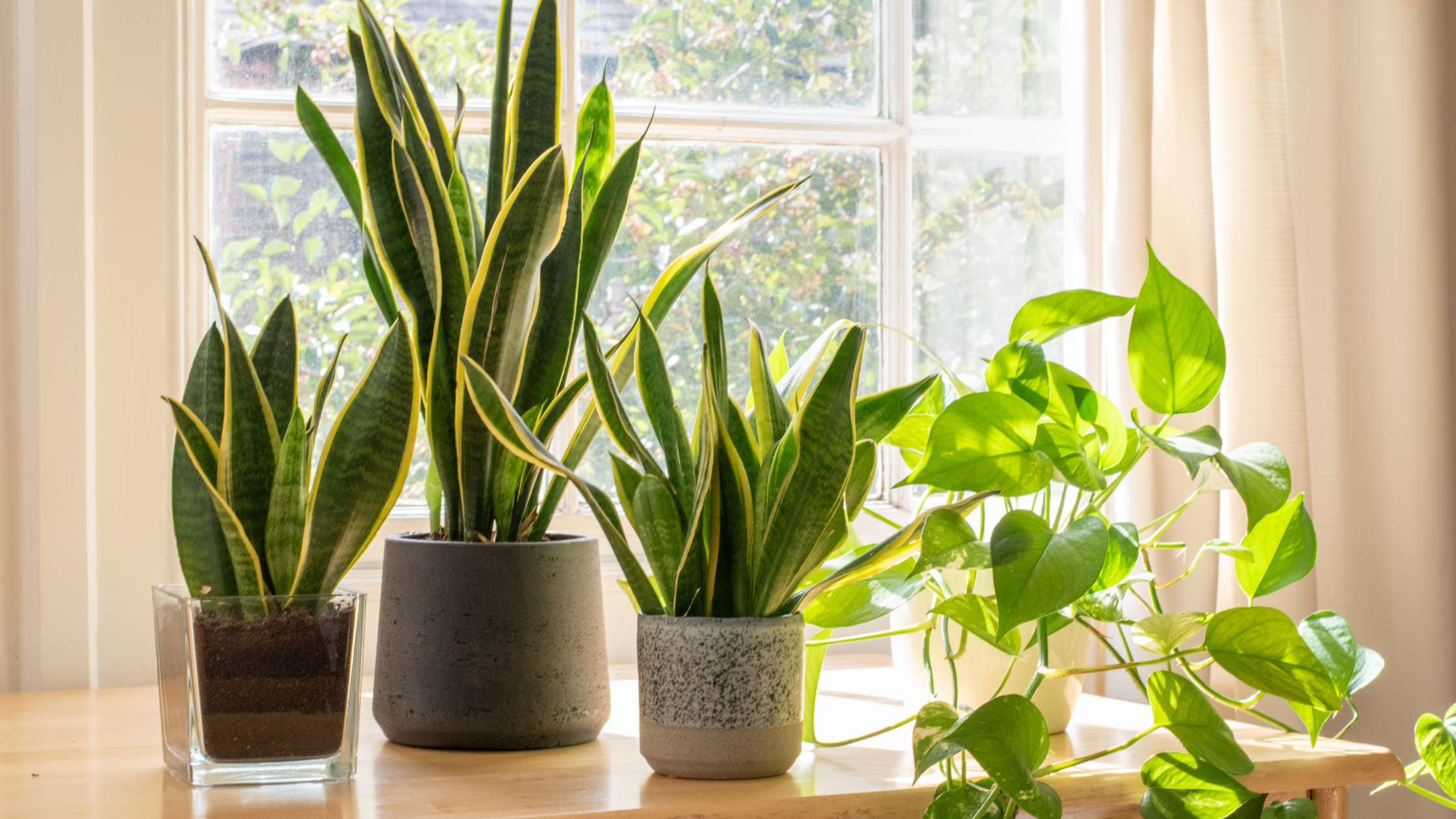 Indoor Plant Pots Materials: Clay, Ceramic, and Beyond - Leaf Culture