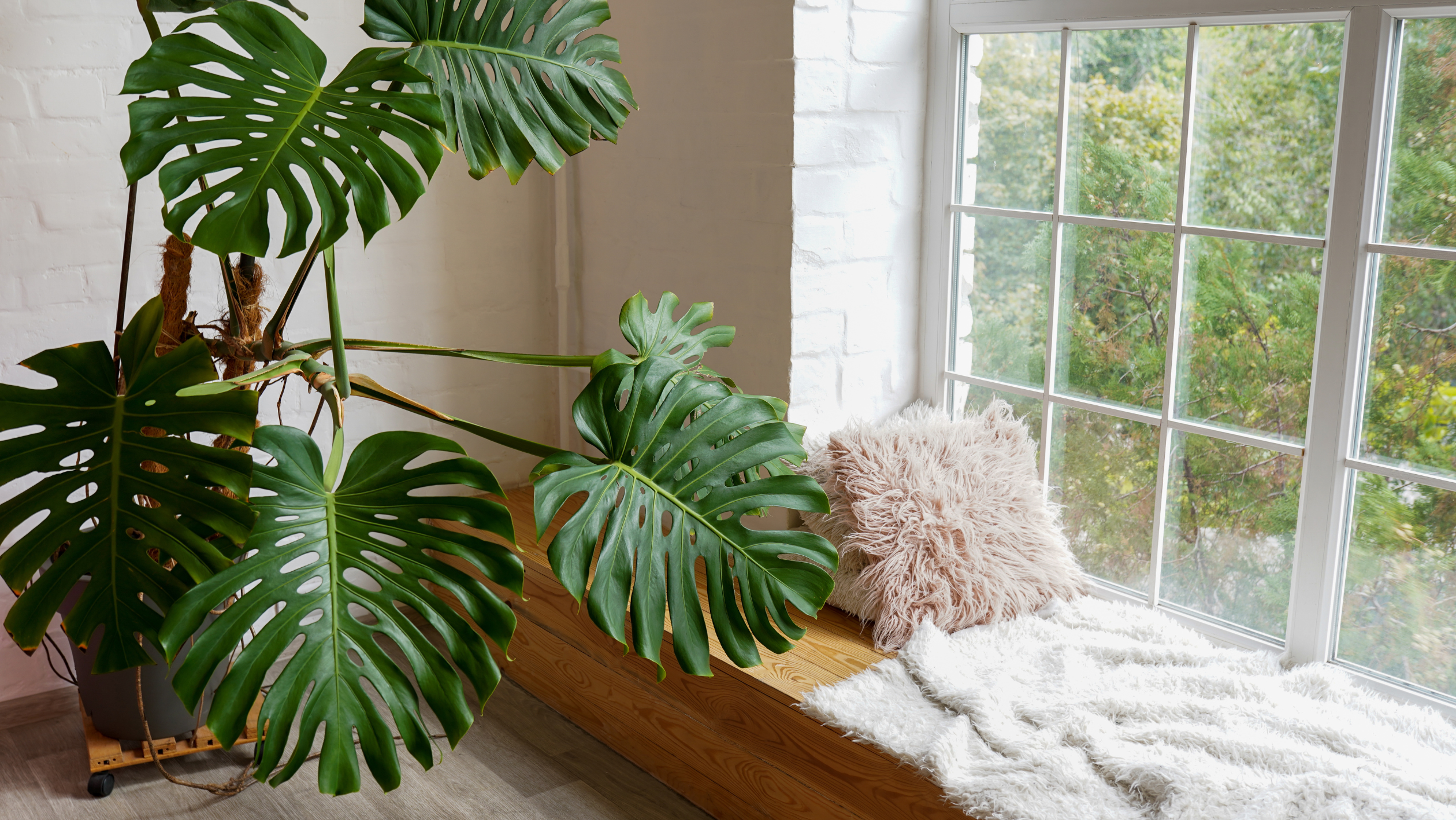 10 Indoor Plants That You Can Gift This Holiday Season