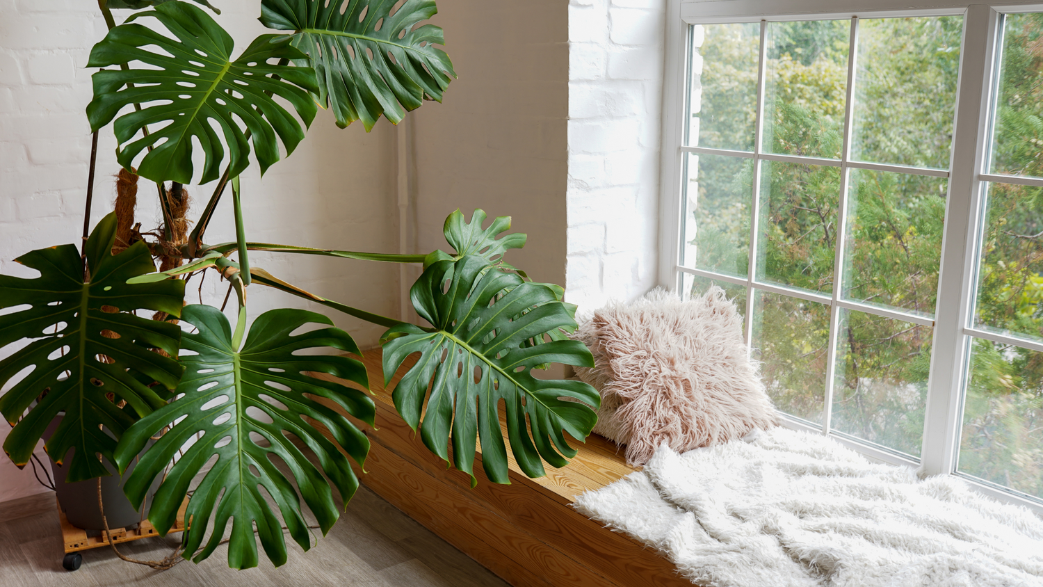 10 Indoor Plants That You Can Gift