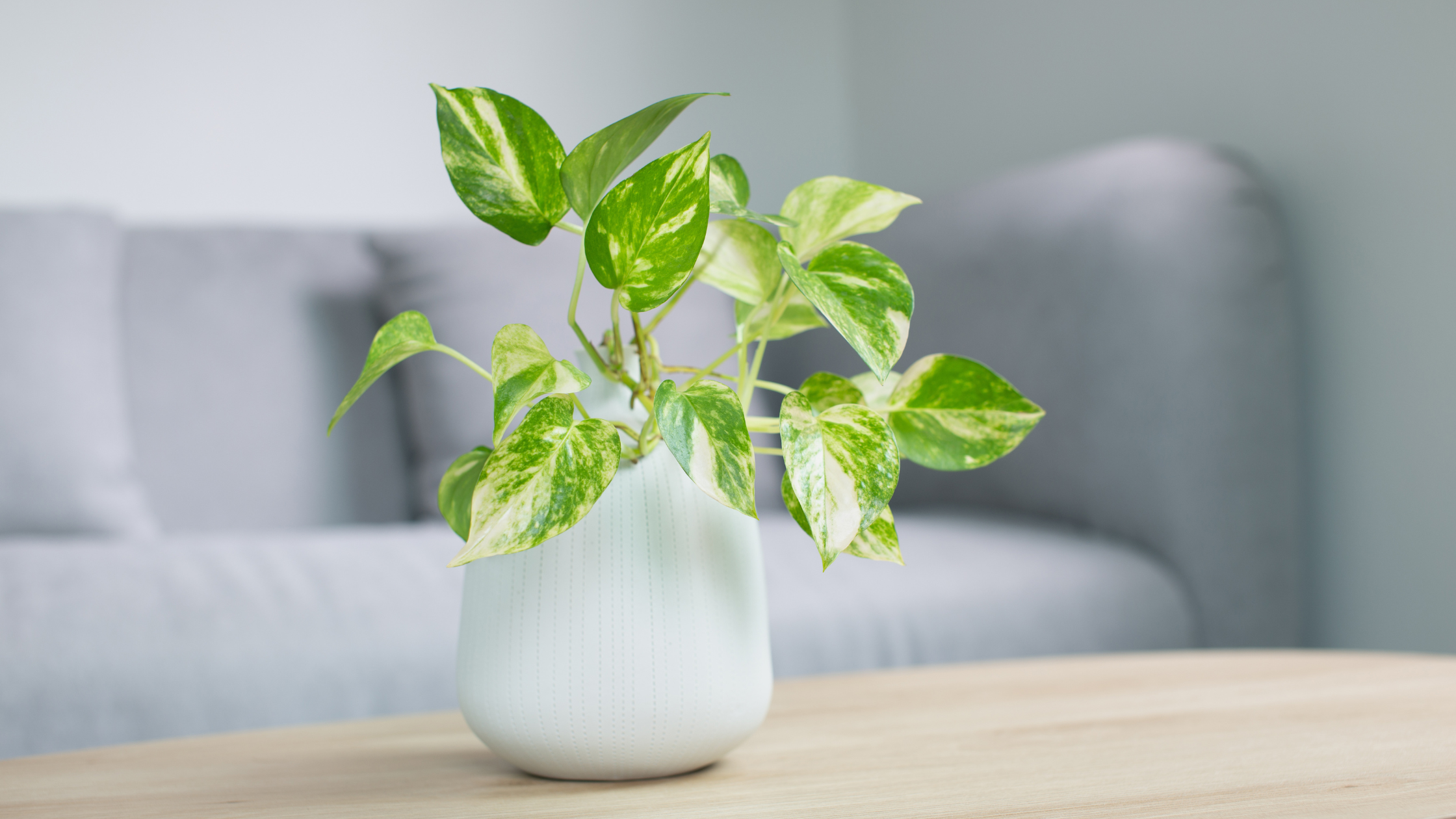 Indoor Plants & Pots: A Way To Add Life To Your Home Decor - Leaf Culture