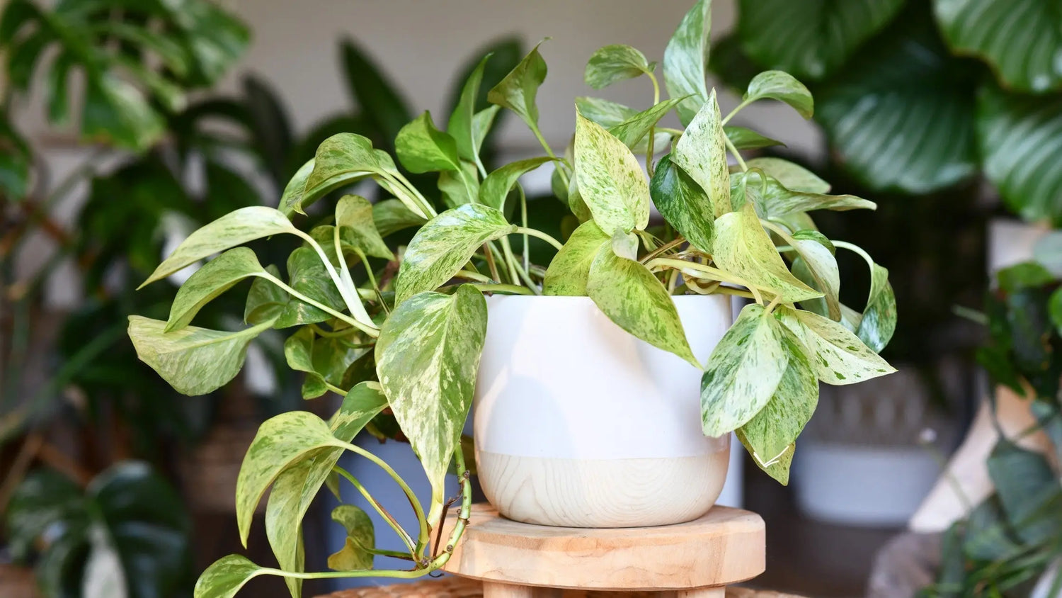 indoor plant pot