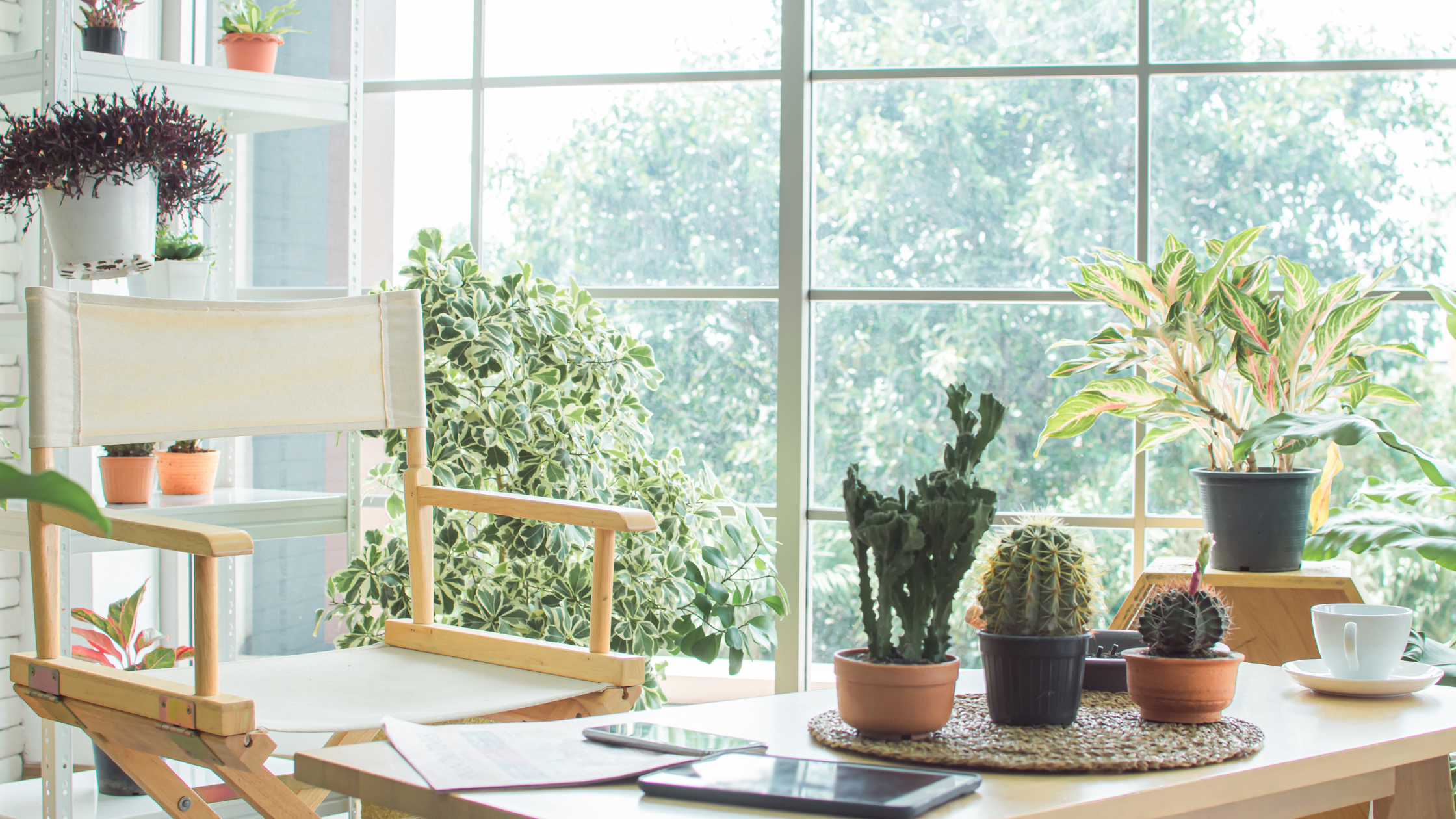 10 Essential Tips for Growing Healthy Houseplants