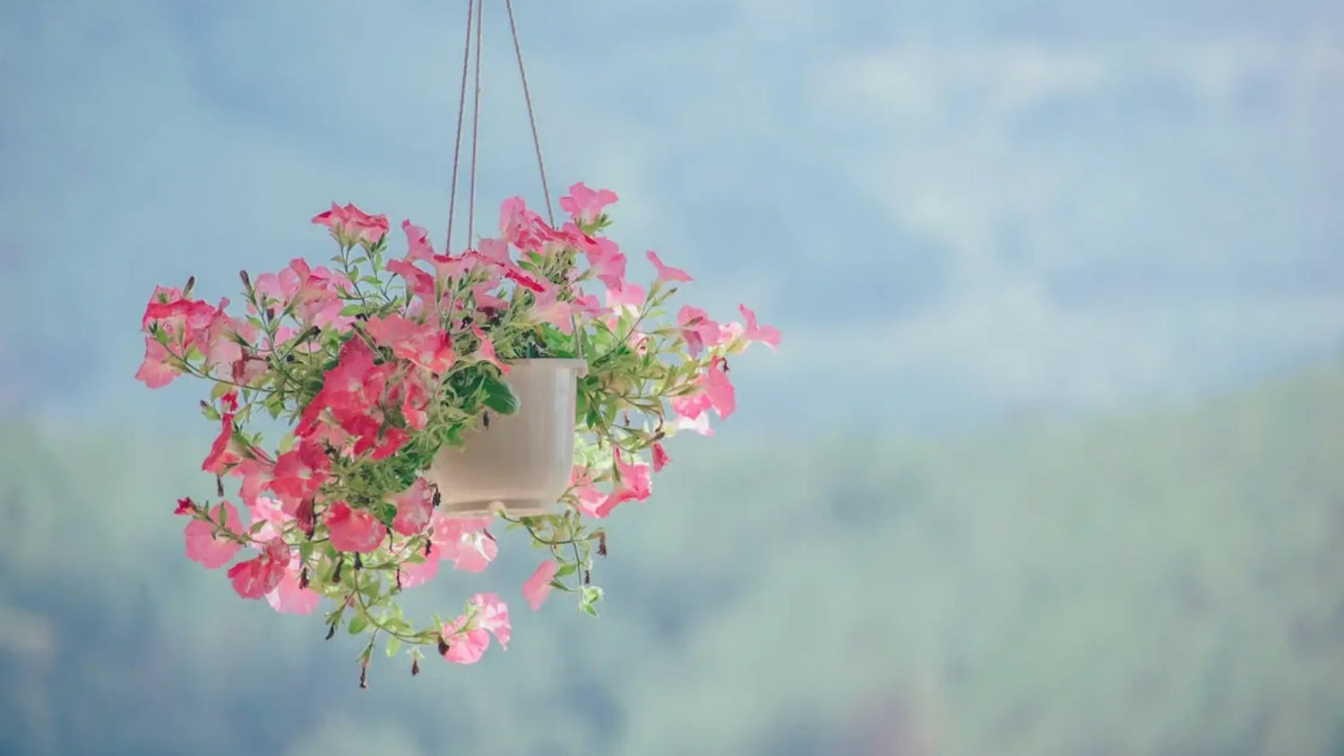 Unveiling The Magic of Indoor Plant Pots and Hanging Plant Pots Indoor - Leaf Culture