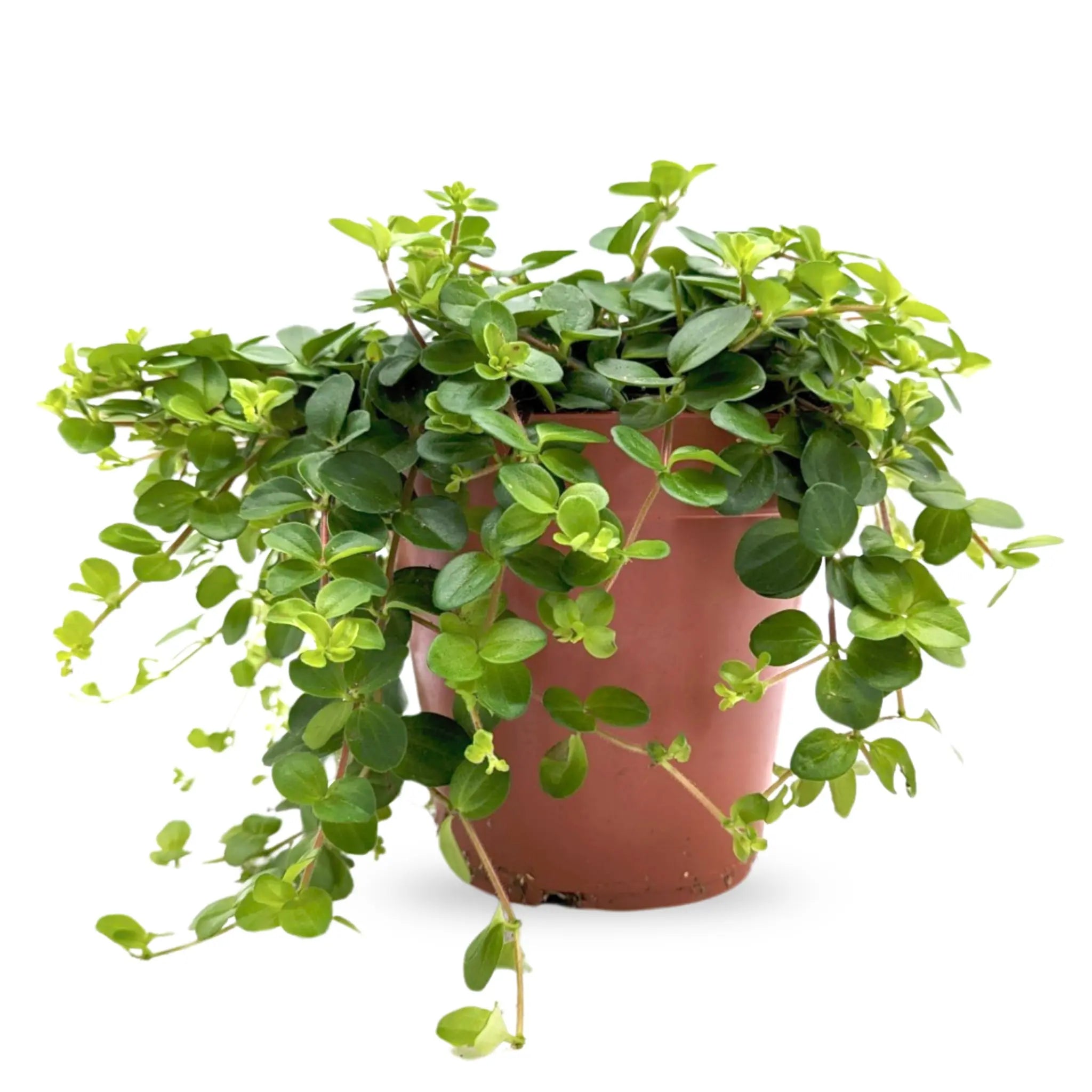 The-Best-Tips-For-Peperomia-rotundifolia-Care Leaf Culture