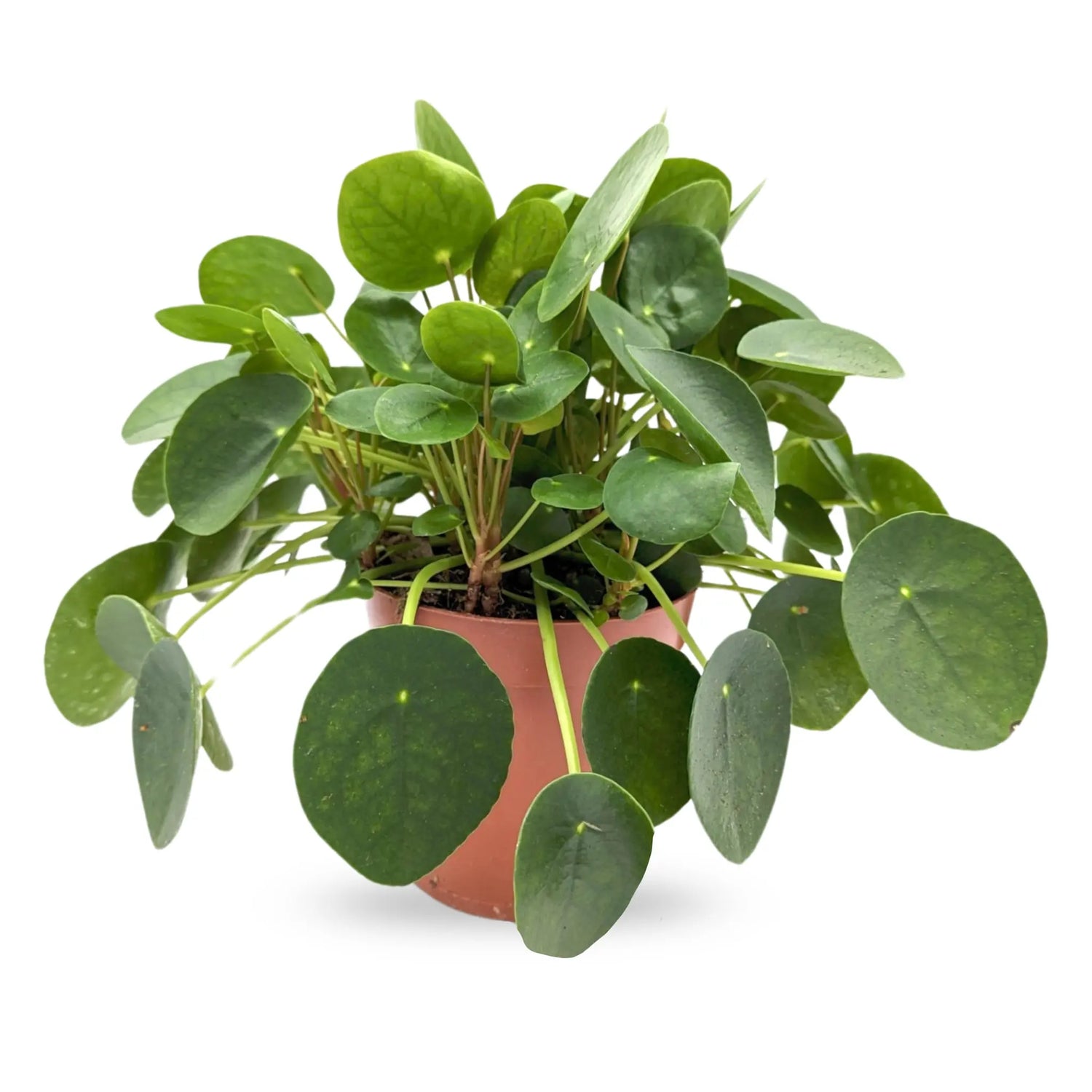 The-Best-Thing-About-Pilea-peperomiodes Leaf Culture