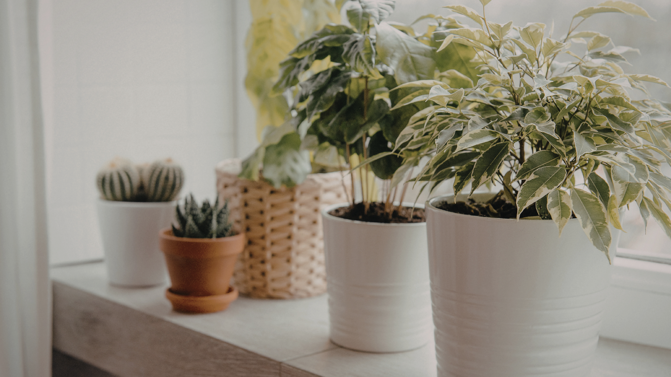 cold windowsill plants