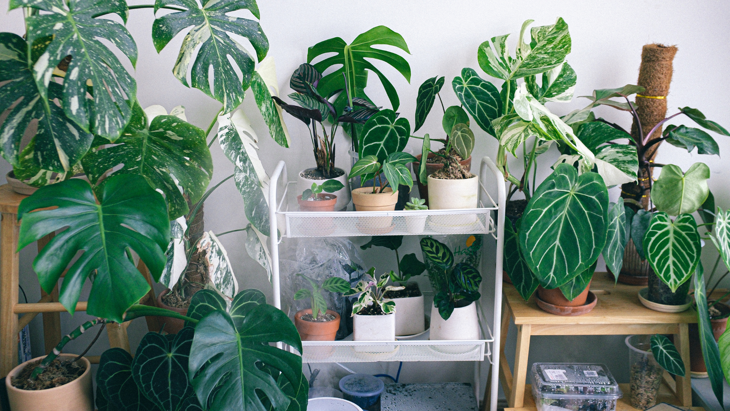 Enhance Your Indoor Space With Air Purifying Plants & Concrete Pots
