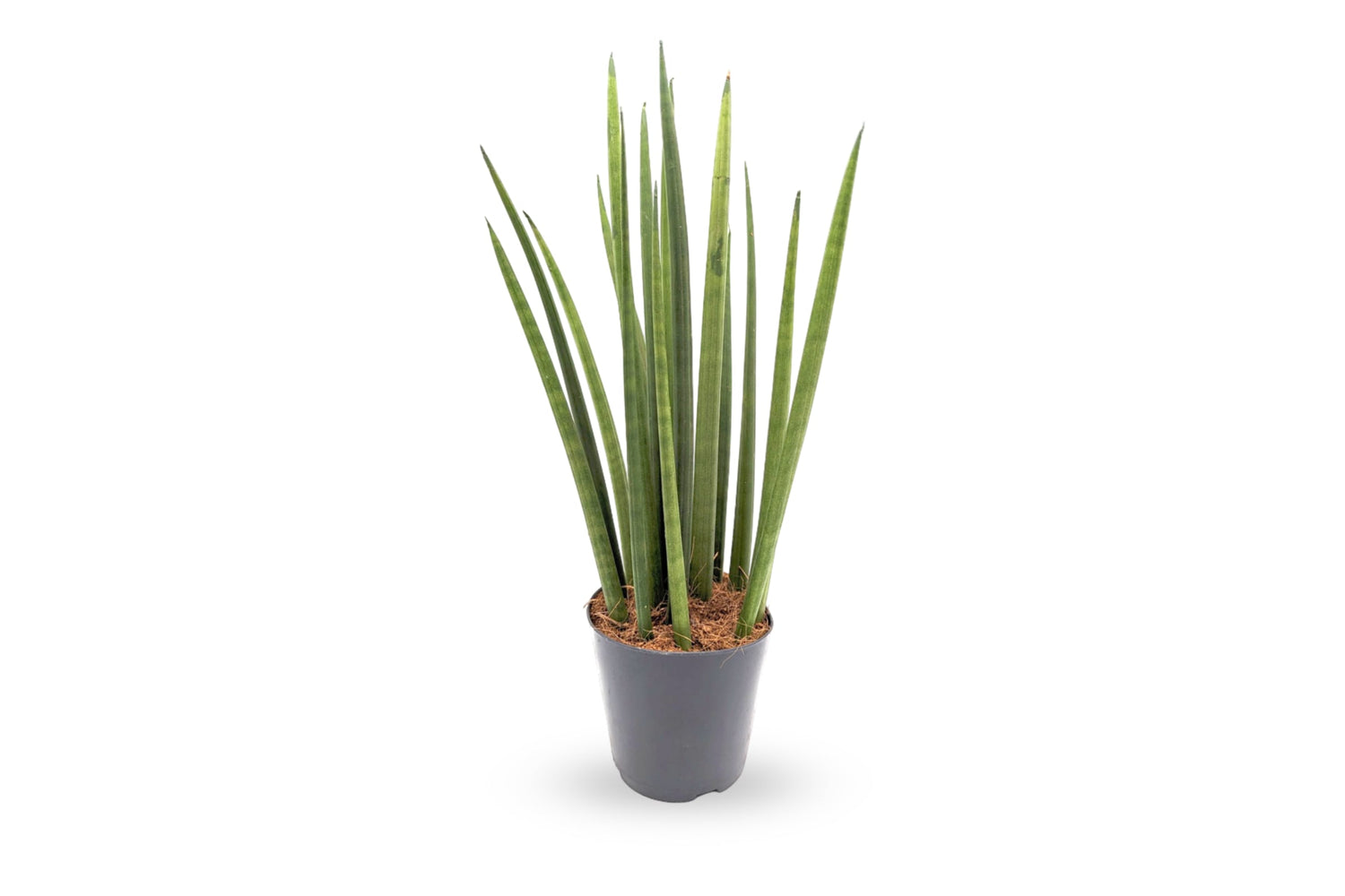 Why is the Sansevieria Mikado the perfect house plant for beginners?