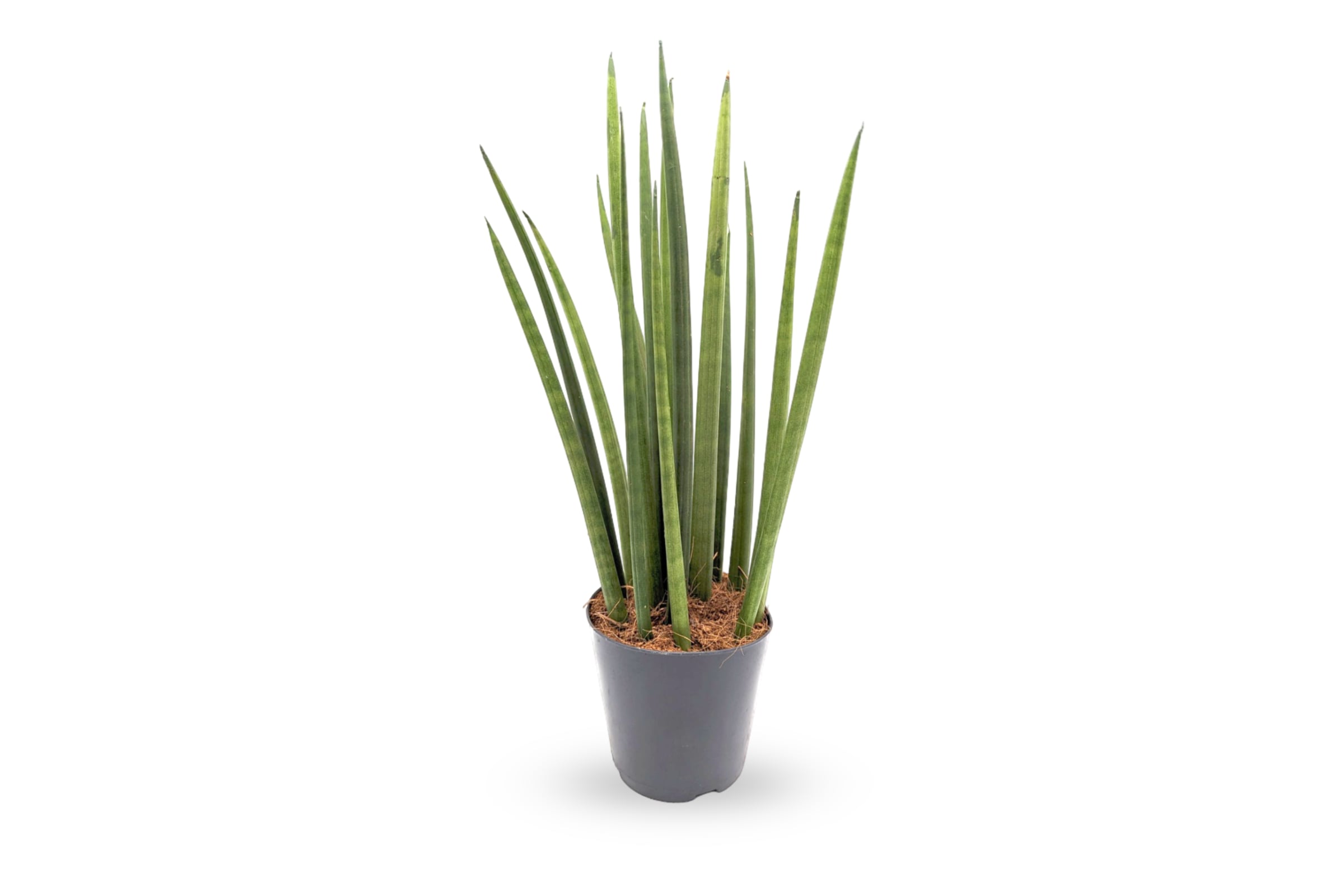 The perfect houseplant for beginners - Sansevieria Mikado