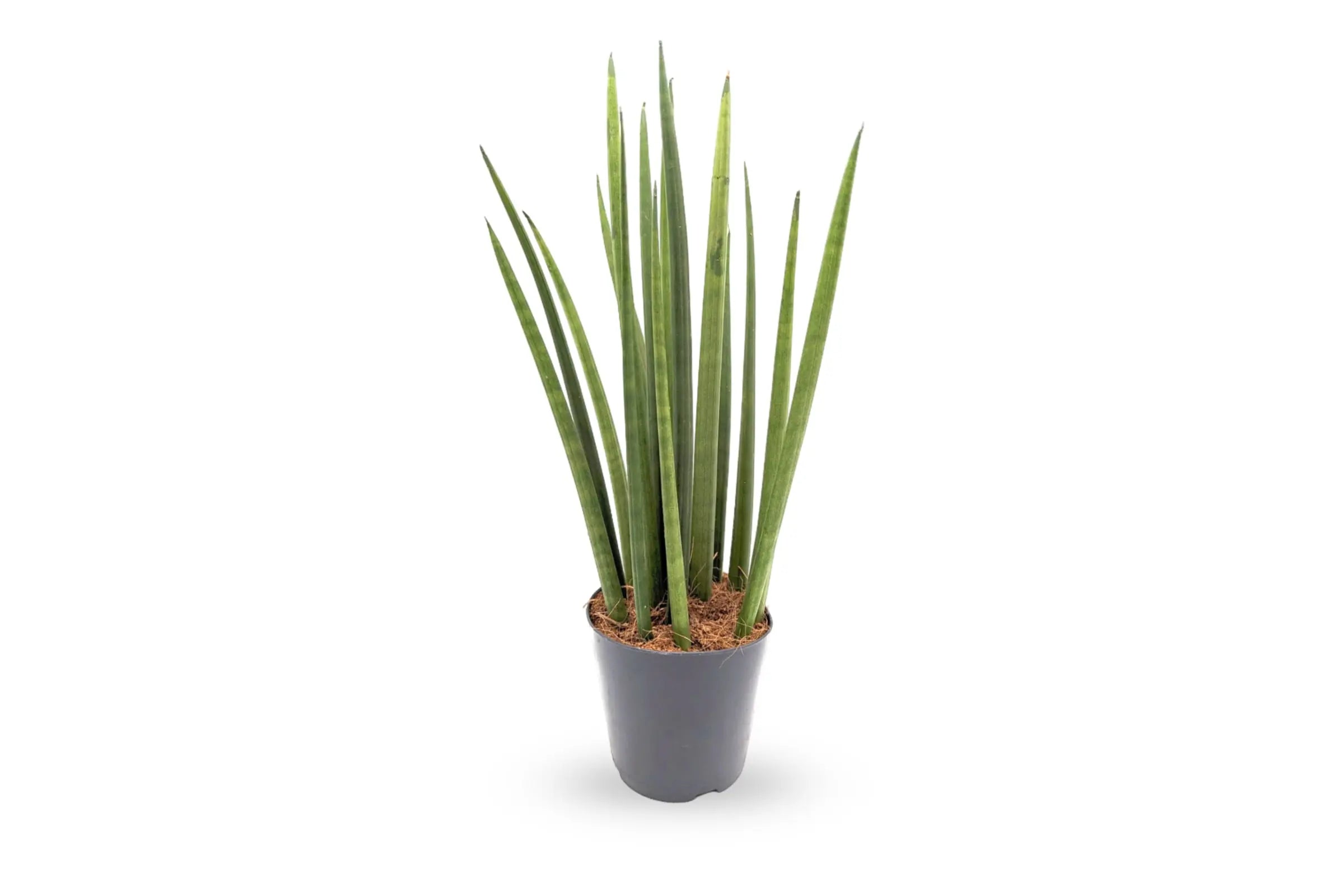 The-perfect-houseplant-for-beginners-Sansevieria-Mikado Leaf Culture