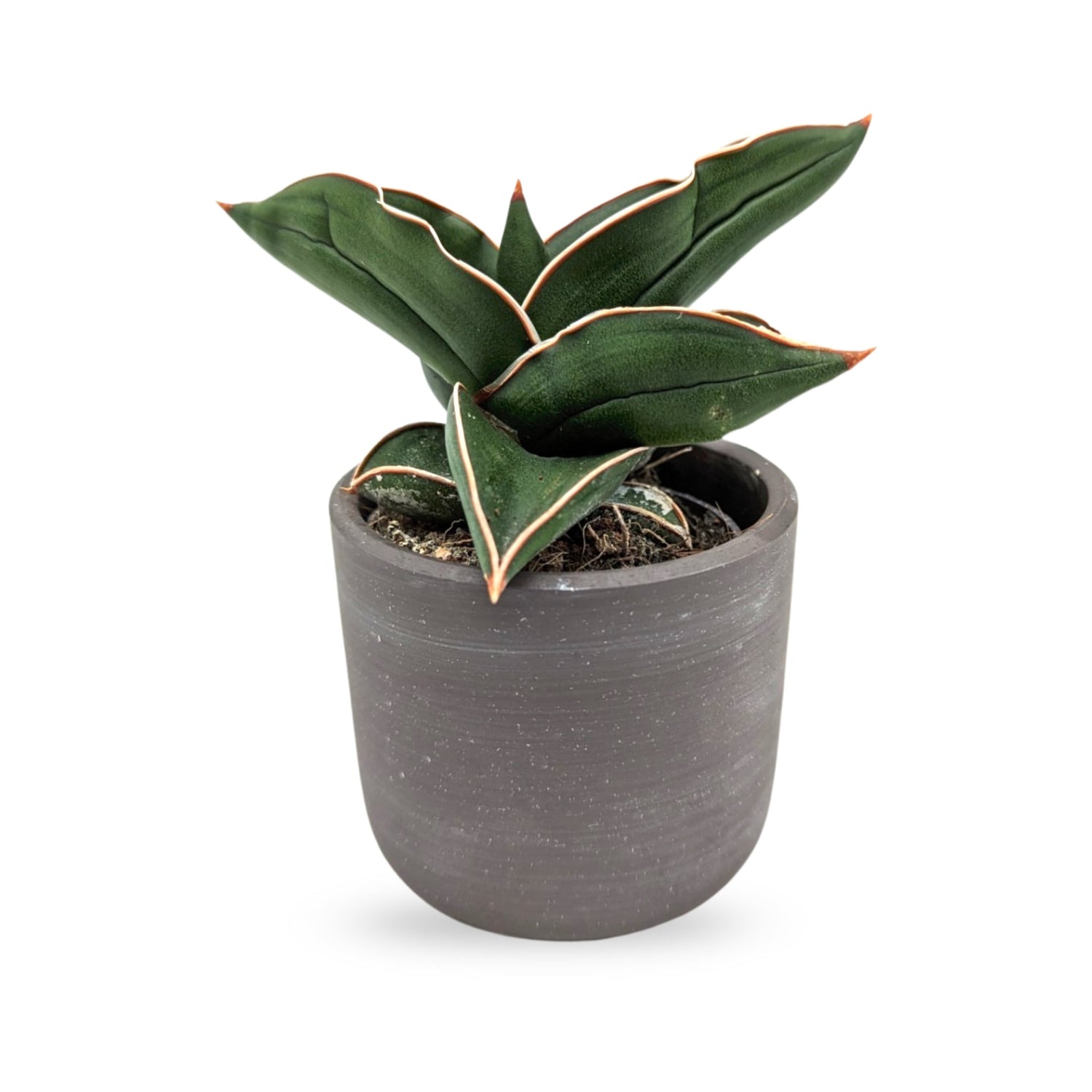 Make Way for the Fiercest Plant: Sansevieria Samurai!