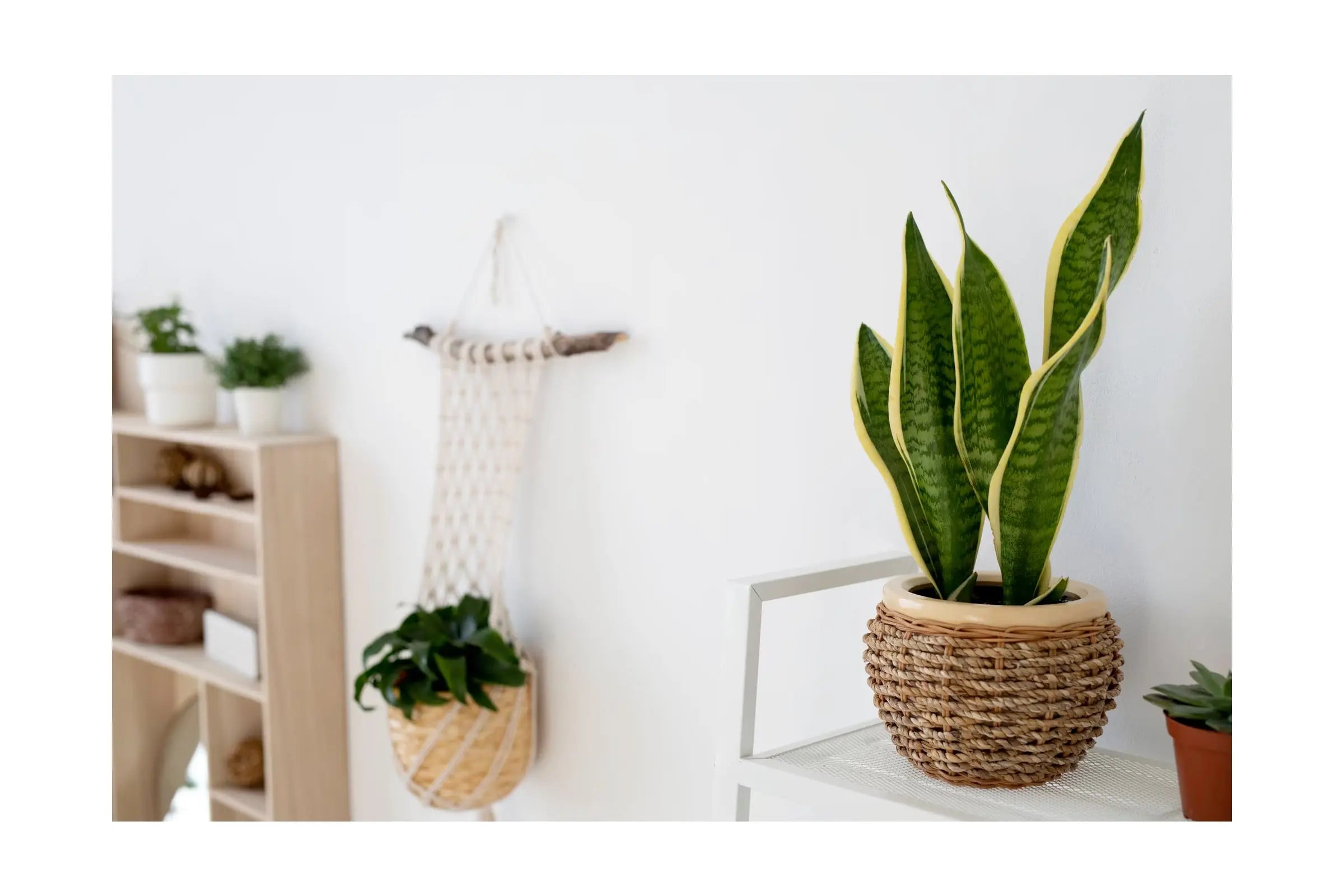 Snake Plant: The Easy-Care Houseplant for Beginners - Leaf Culture