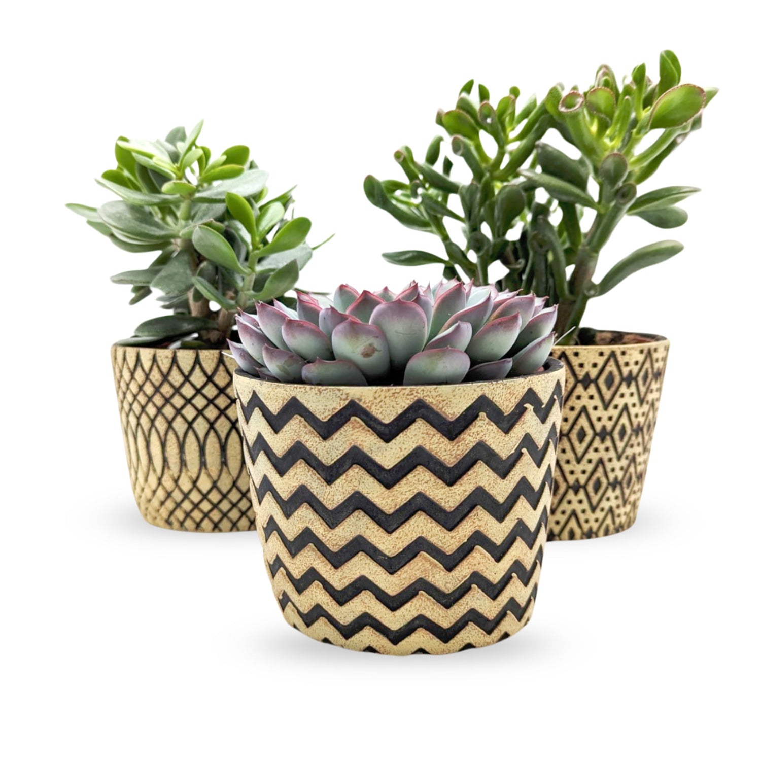 Thinking of a Succulent Houseplant?