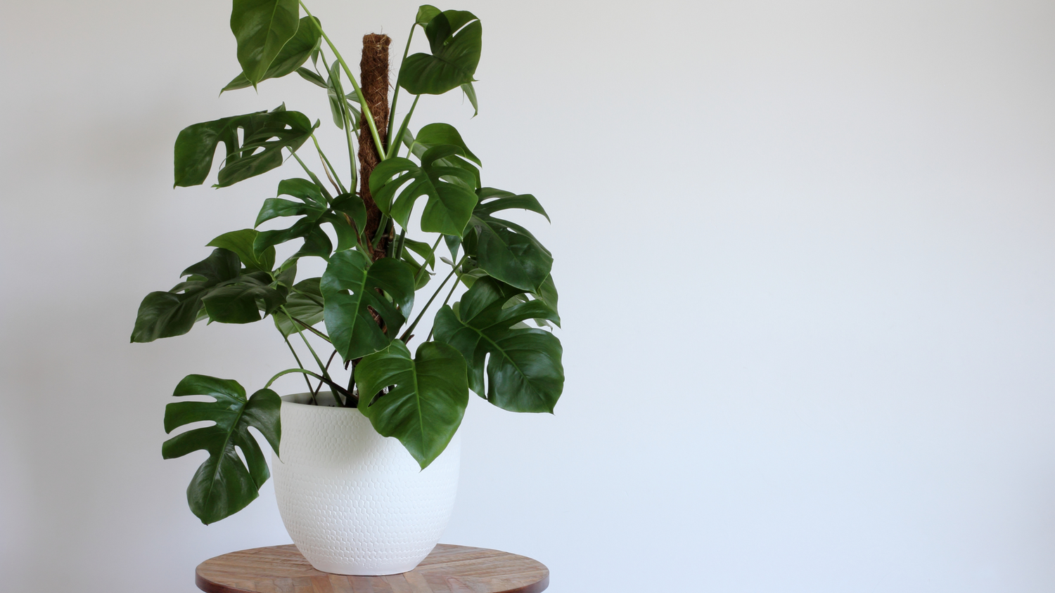 Unveiling the Beauty of the Swiss Cheese Plant: A Guide to Monstera Deliciosa Care