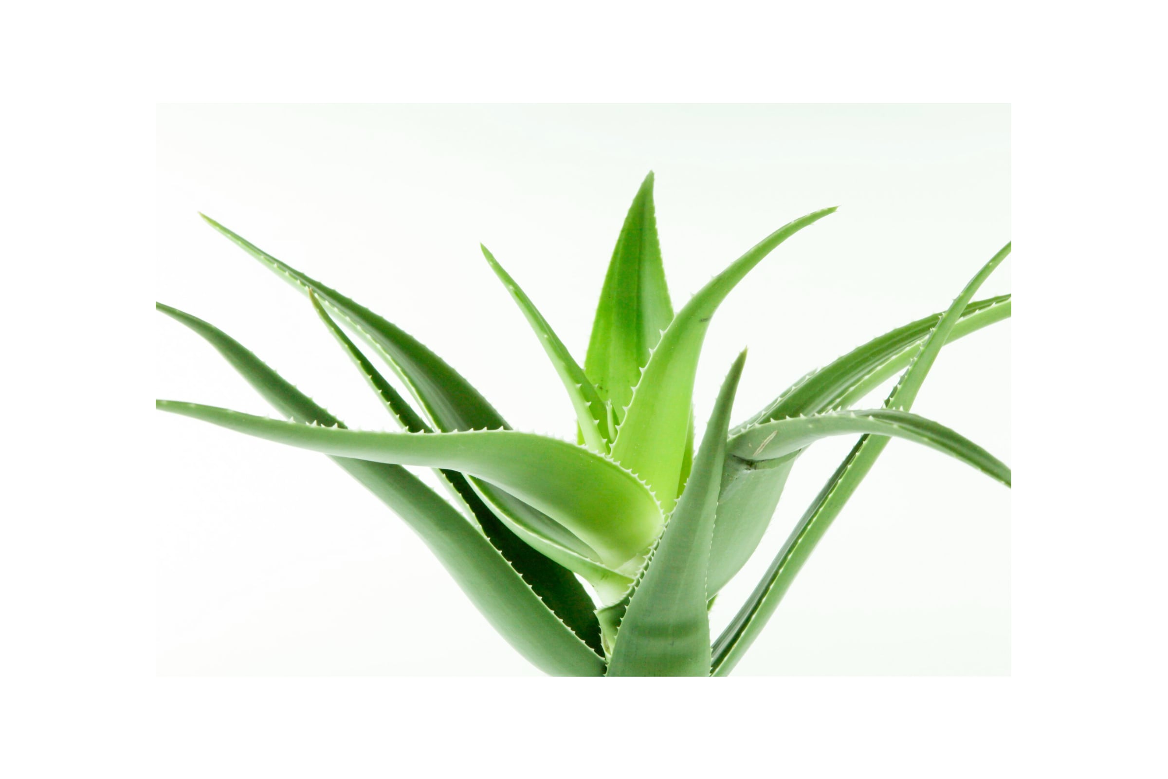 The Healing Power of Aloe Vera Plants - Leaf Culture