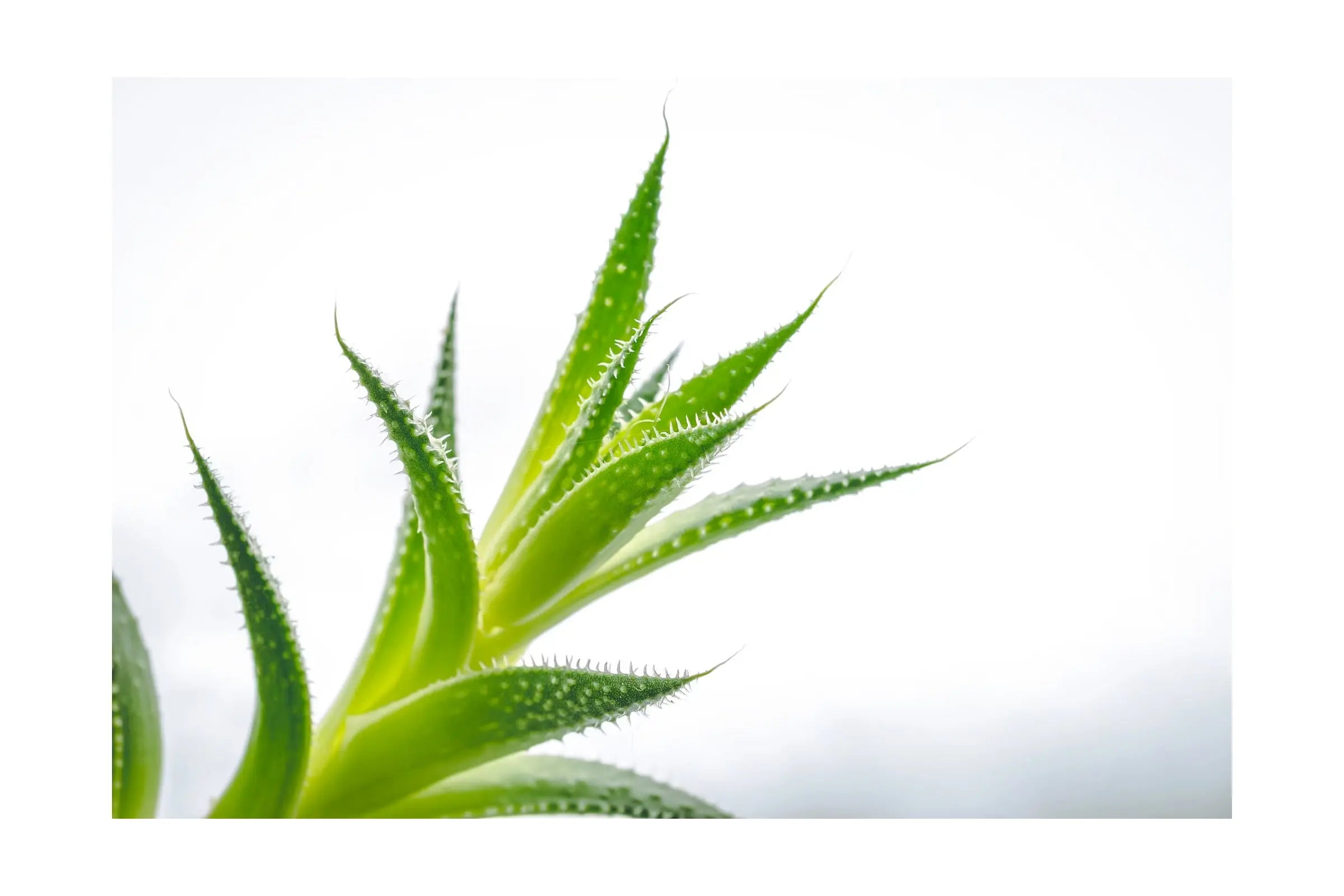 Aloe vera - the Number 1 house plant! Here's why... - Leaf Culture