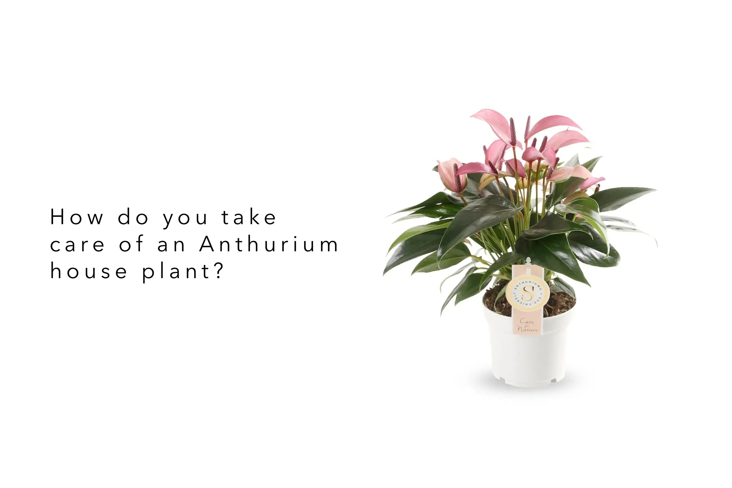 How do you take care of an anthurium plant? - Leaf Culture