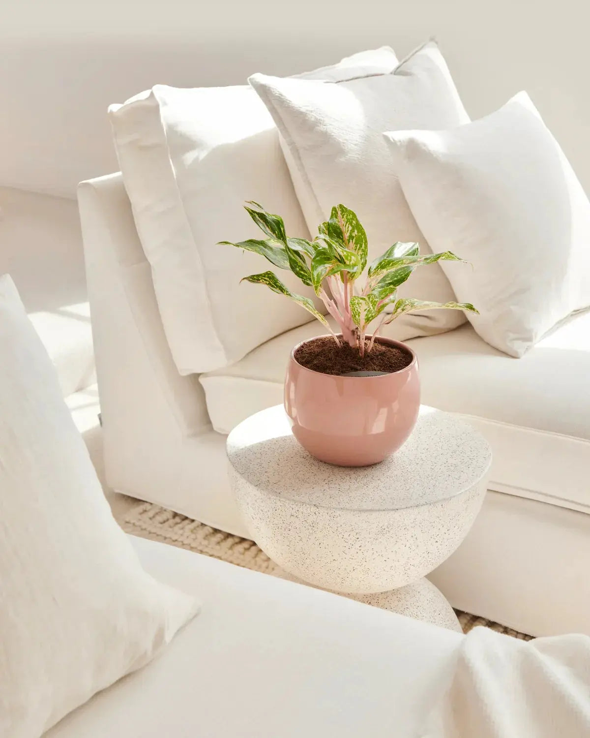 Low-Allergen-Houseplants-for-Sensitive-Homes Leaf Culture