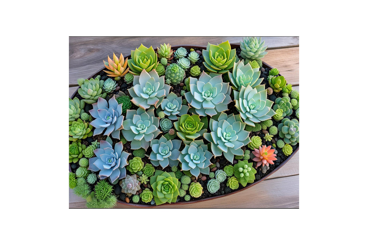 Unlocking the Beauty of Succulents: Care and Tips - Leaf Culture