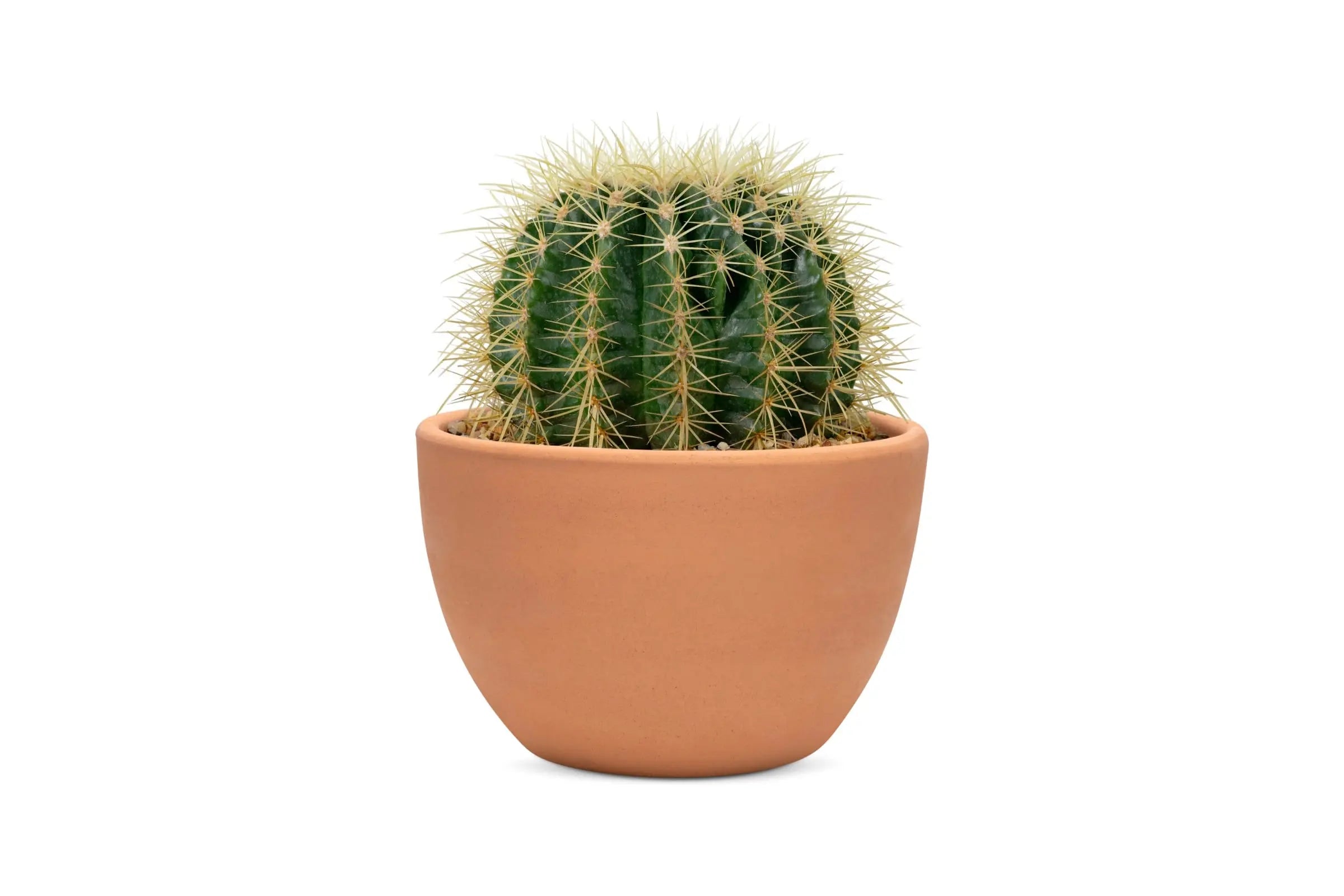 The-Beauty-of-Cacti-Low-Maintenance-Plants Leaf Culture