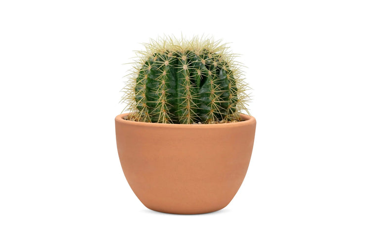 Variety of potted cacti displaying diverse shapes and textures in a cozy indoor setting