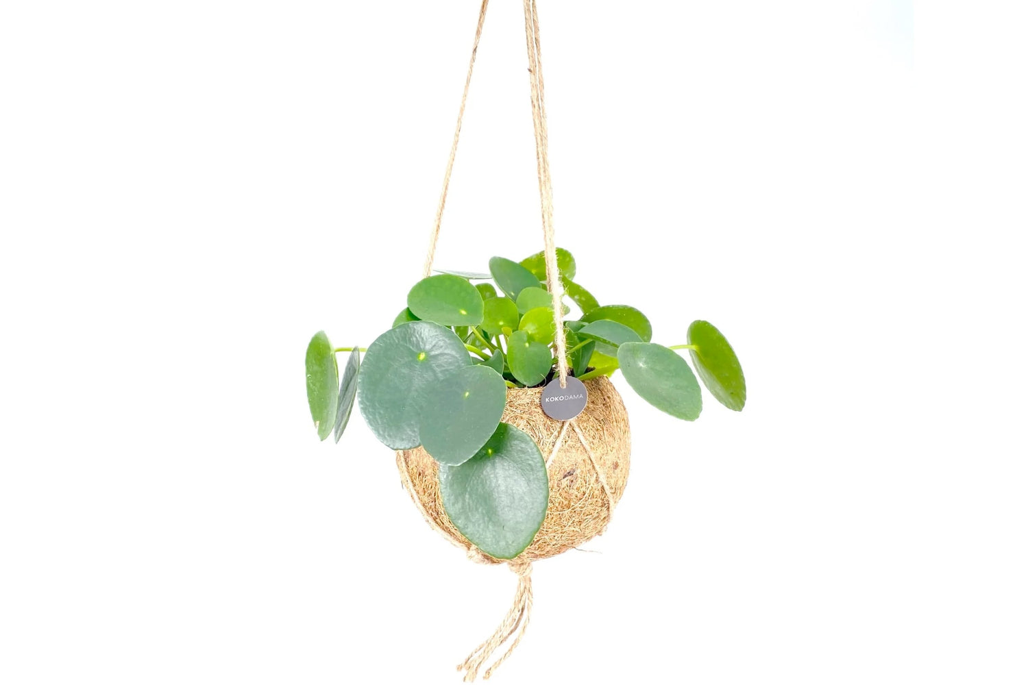 Chinese Money Plant and its popularity today - Leaf Culture