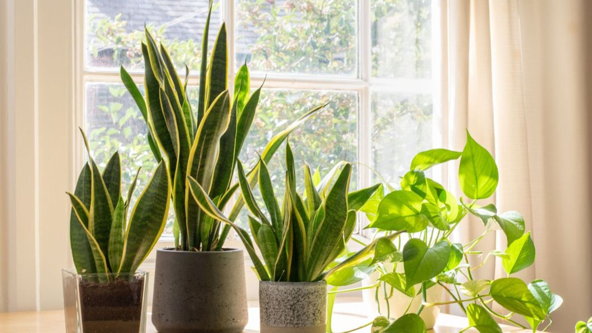 Gift An Indoor Oasis With Elegant Large Plants