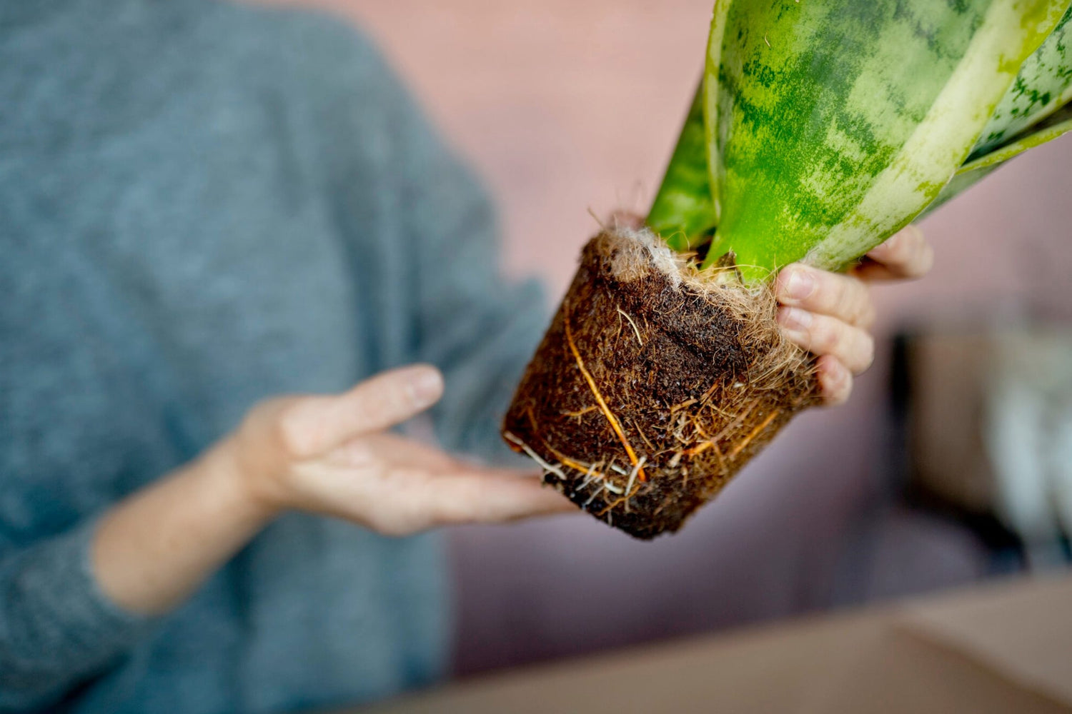 Soil, So Good: Understanding the Different Types of Potting Mix for Houseplants - Leaf Culture