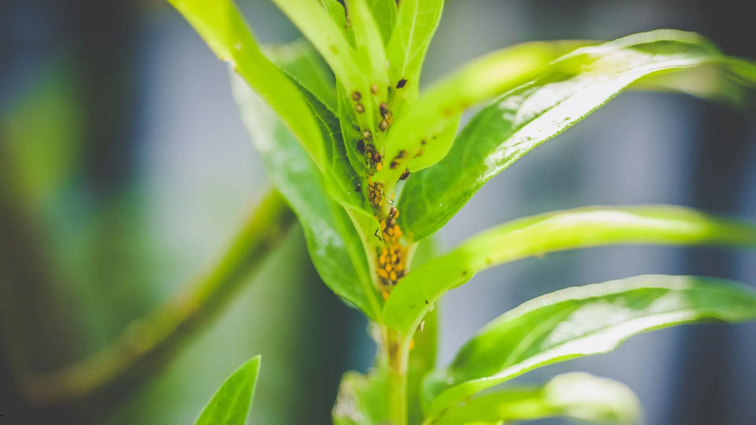 Control Aphids on Indoor Houseplants