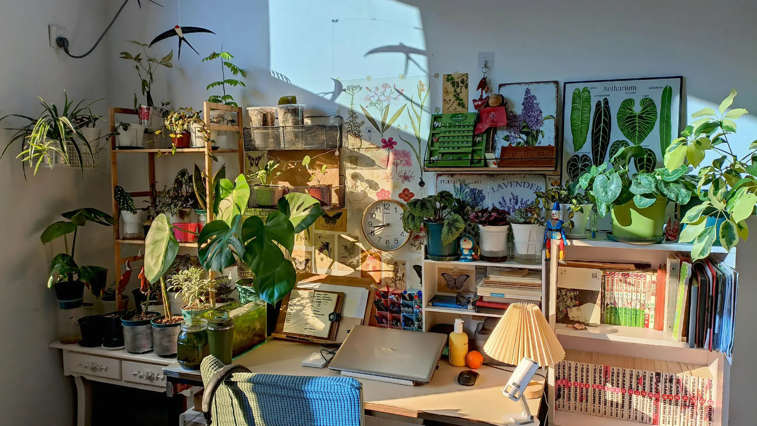 air-purifying house plants