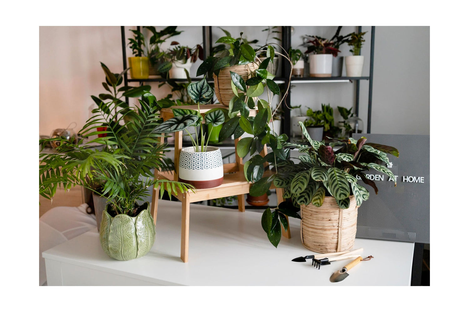 The Allure of Rare and Exotic Houseplants