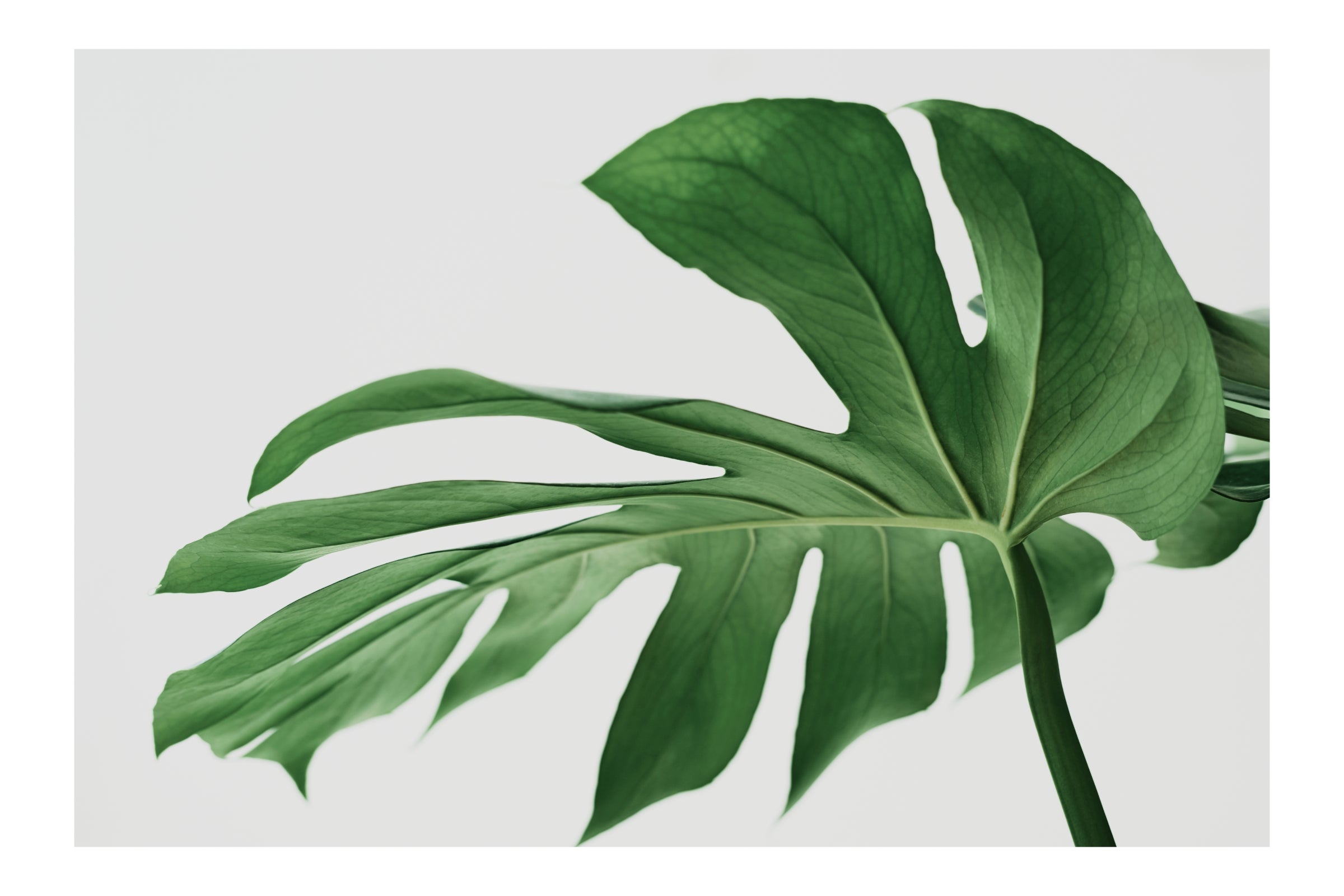 The Marvelous Monstera: A Popular Houseplant - Leaf Culture