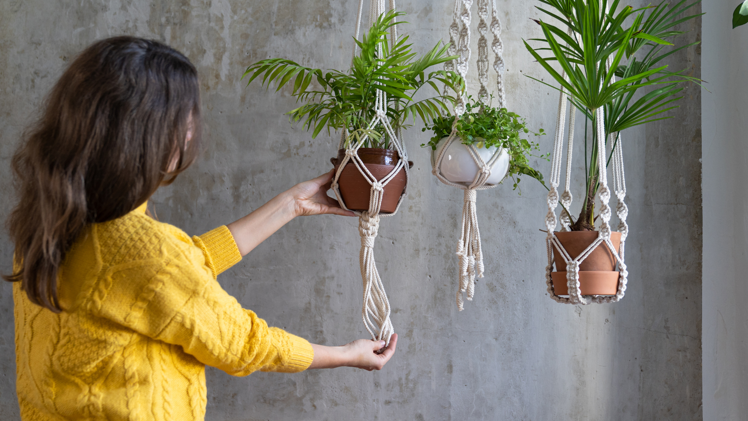 Spring Greenery: Elevate Your UK Home With Hanging Indoor Plants