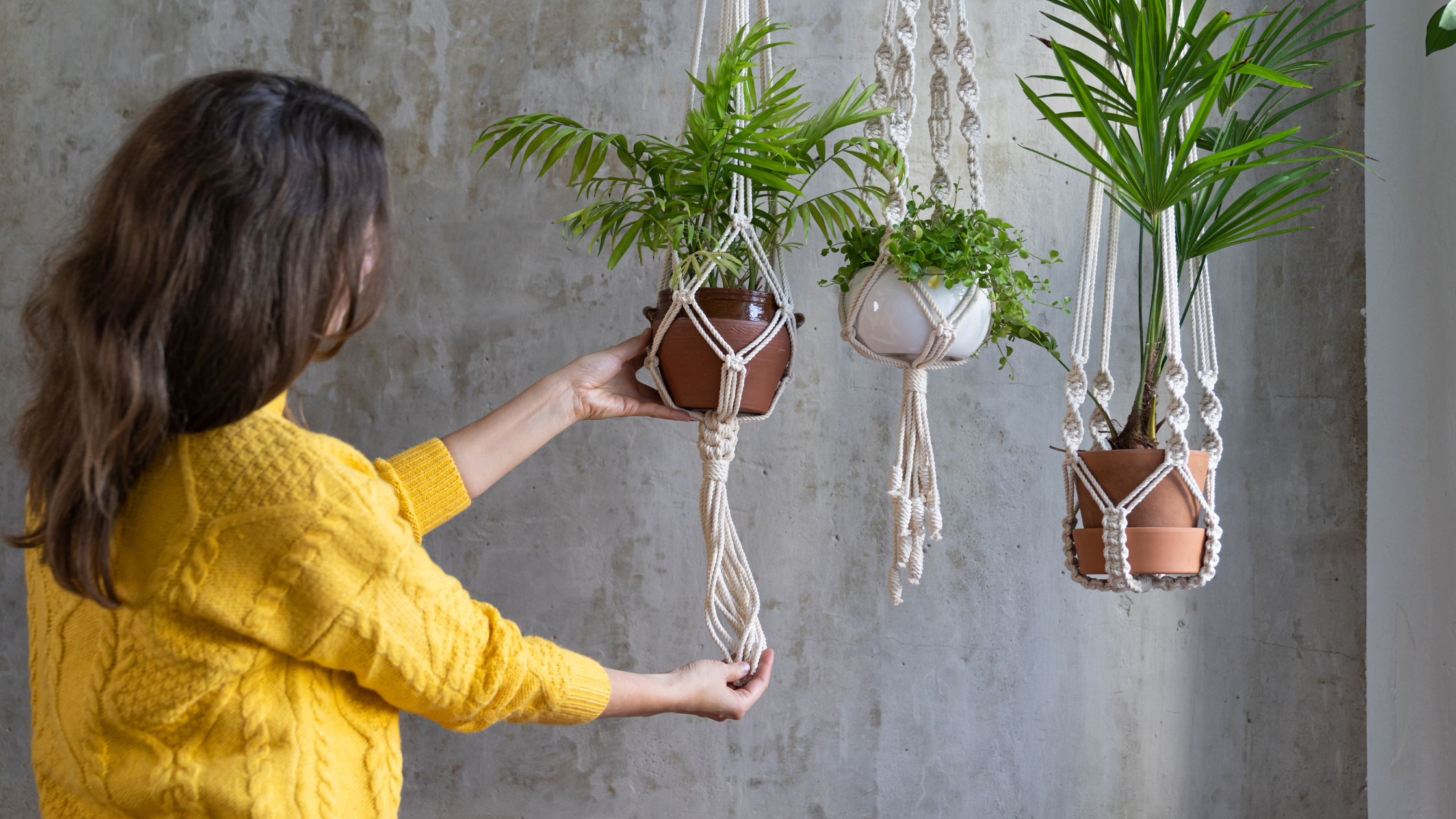 Elevate Your Home With Hanging Indoor Plants