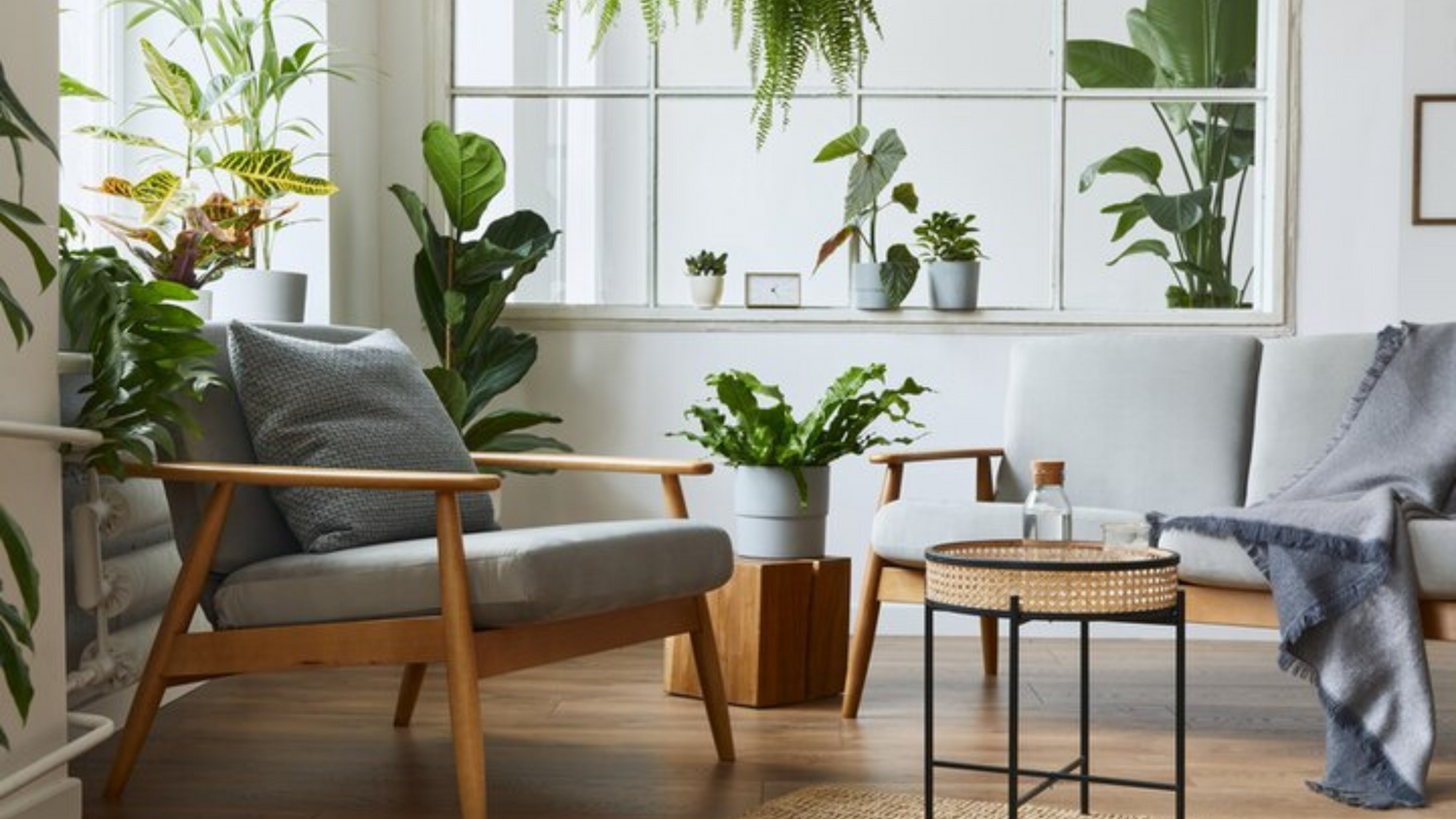 10 Big Indoor House Plants That Can Transform Interior Decor