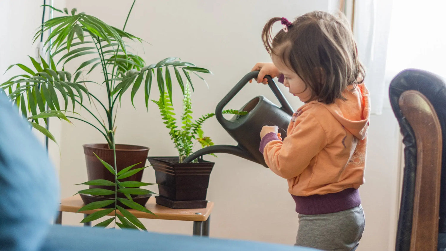 house indoor plants