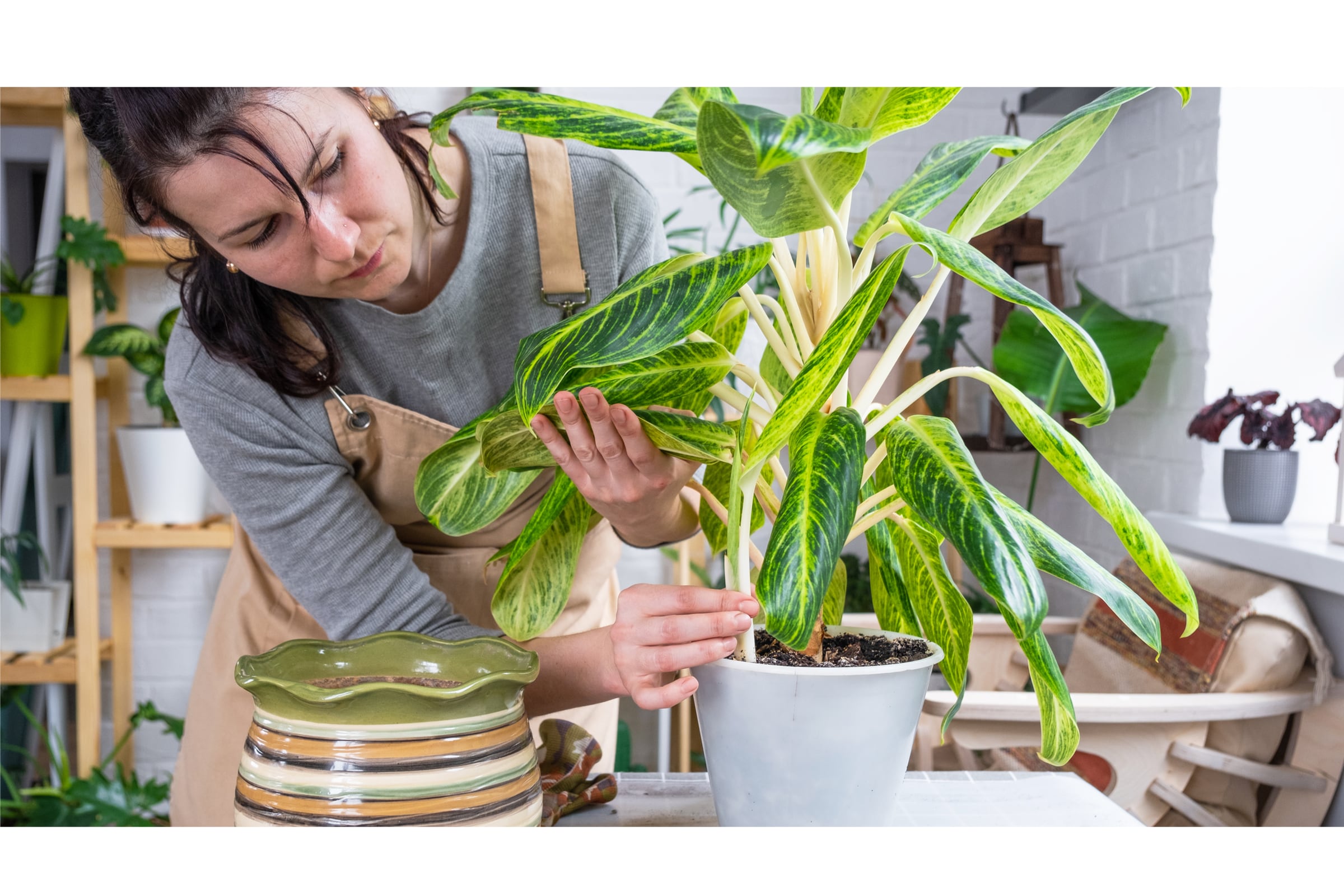 Houseplant Hygiene: How to Keep Your Plants Clean and Healthy - Leaf Culture
