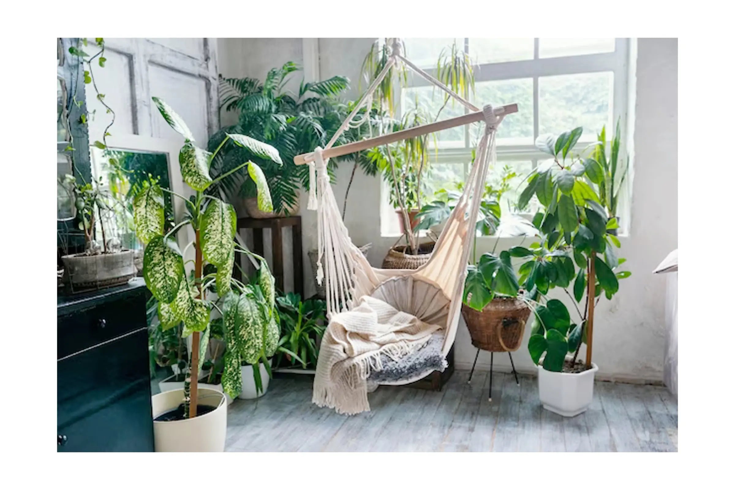 The Benefits of Houseplants: How They Improve Your Health and Wellbeing - Leaf Culture