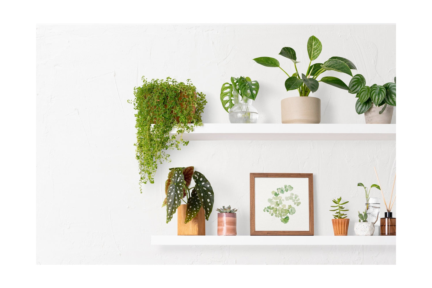 Houseplants for a Healthy Home Environment - Leaf Culture