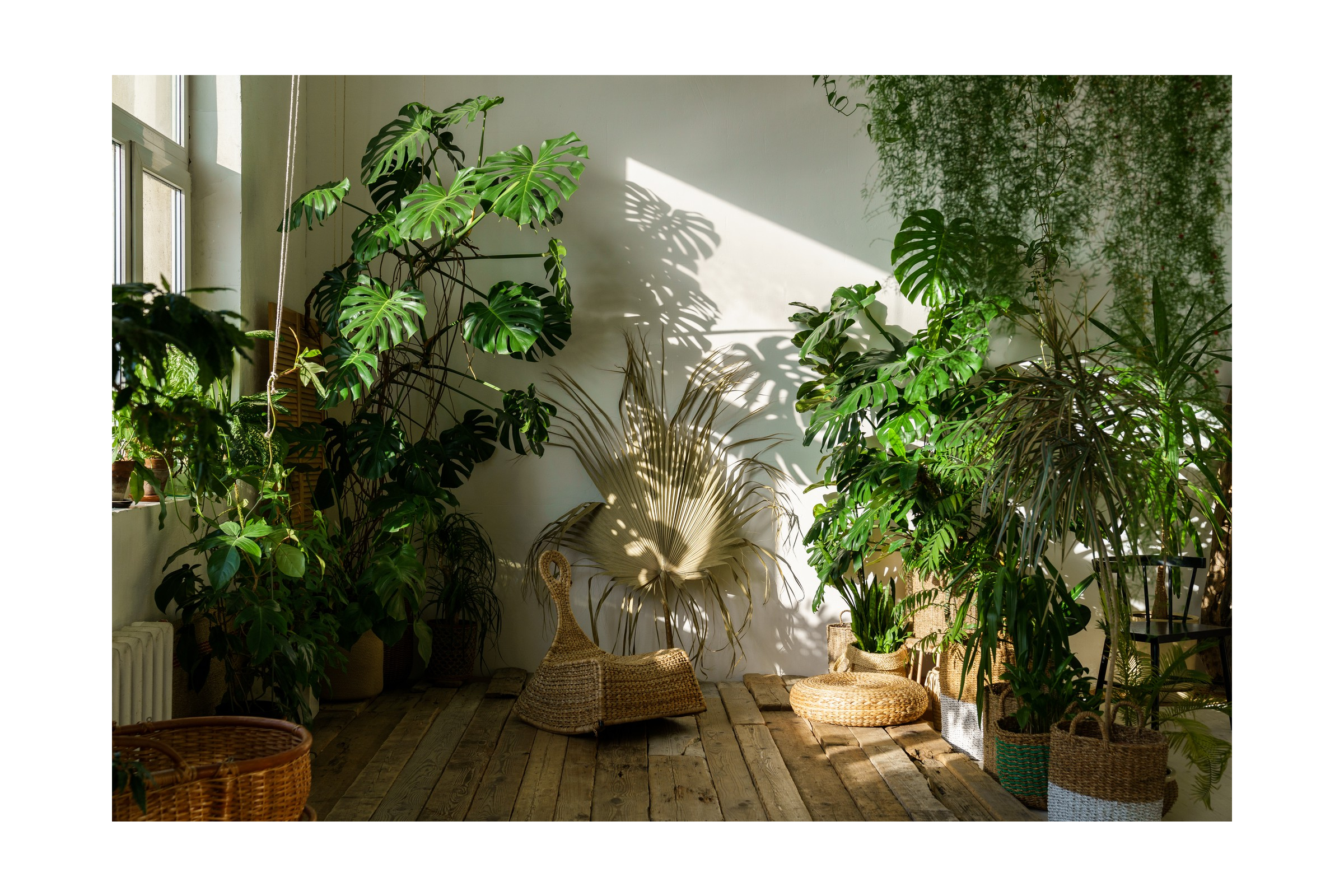 Indoor Trees: Bringing Nature Inside