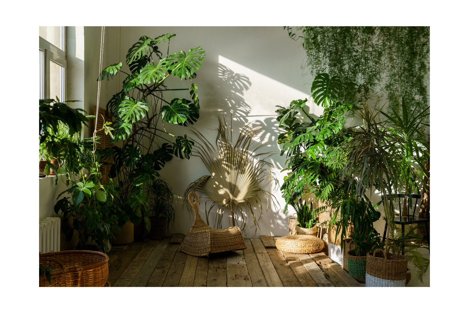 Indoor Trees: Bringing Nature Inside