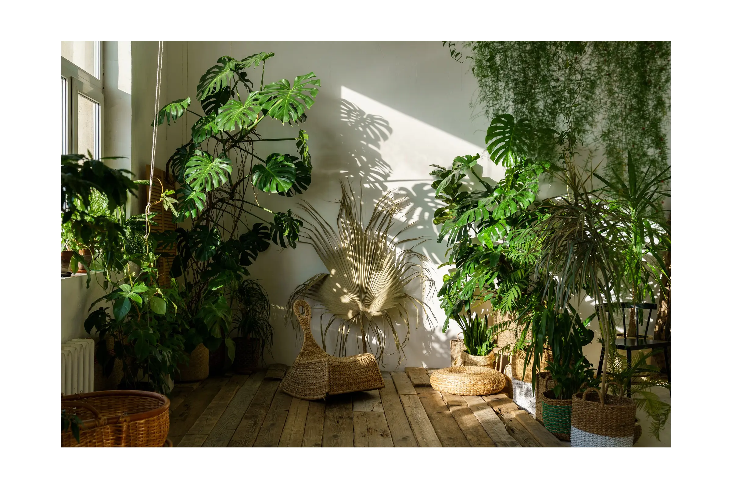 Indoor-Trees-Bringing-Nature-Inside Leaf Culture