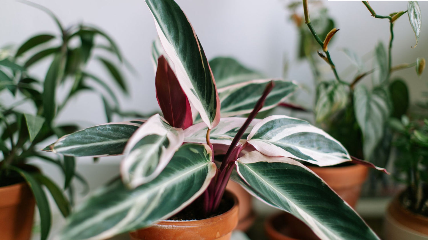 indoor house plants