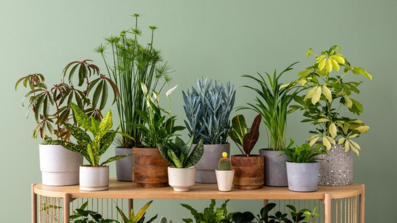Greening Your Space: The Ultimate Indoor Plants in Pots Guide