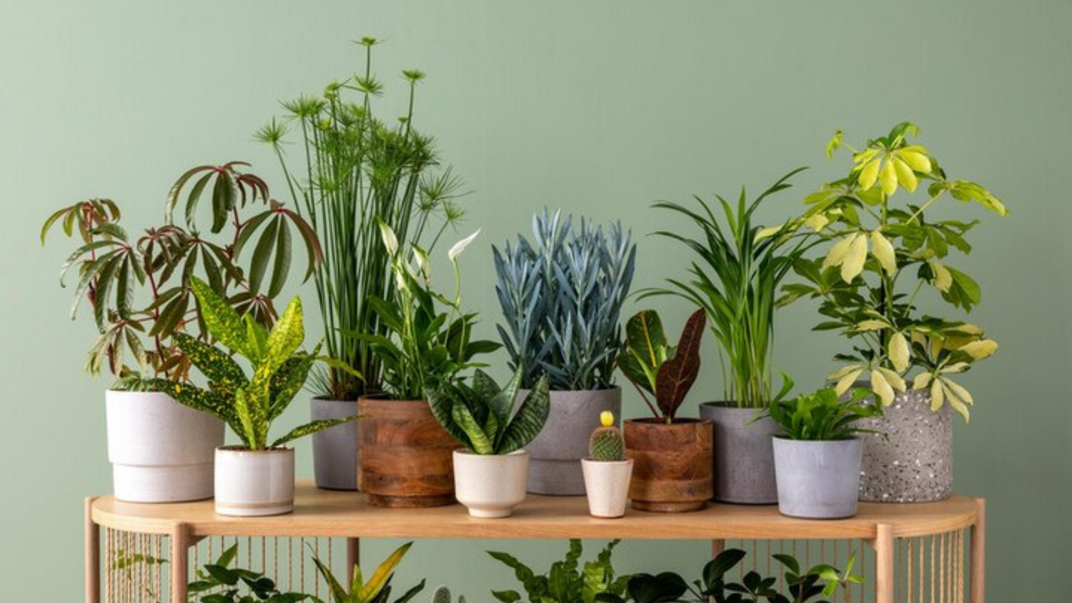 The Ultimate Indoor Plants in Pots Guide