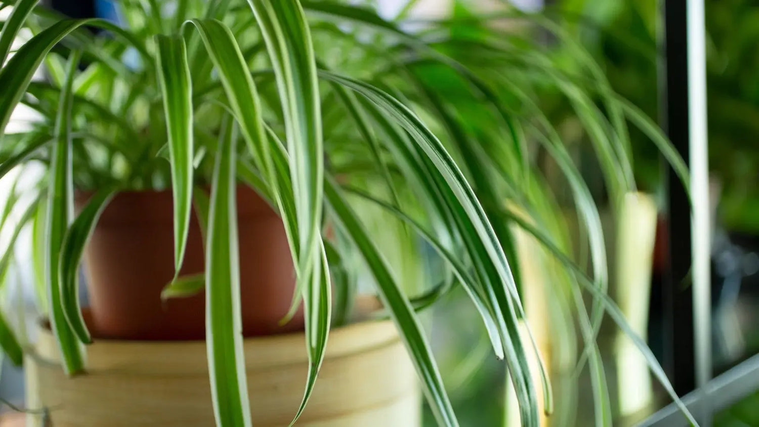 How to Treat Thrips on Indoor Houseplants